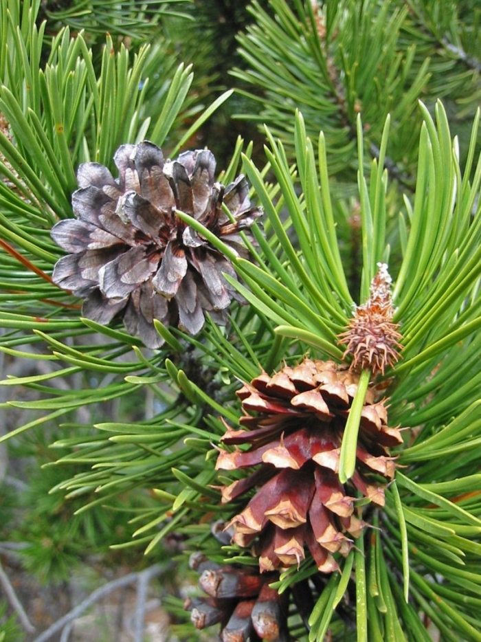 Pinus murrayana