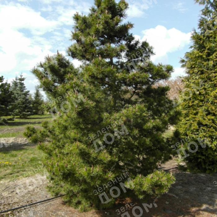 Сосна кедровая сибирская сибирский кедр