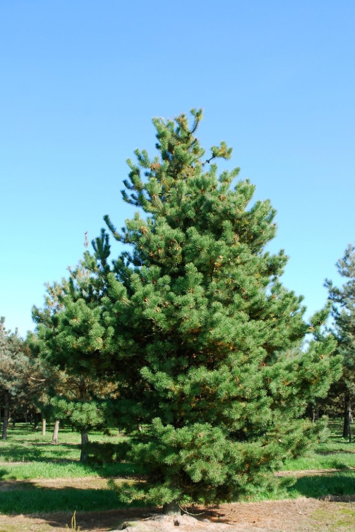Сосна обыкновенная pinus sylvestris