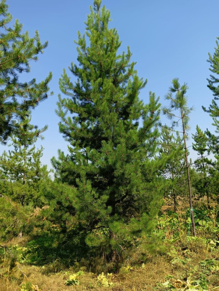 Сосна кедровая сибирская