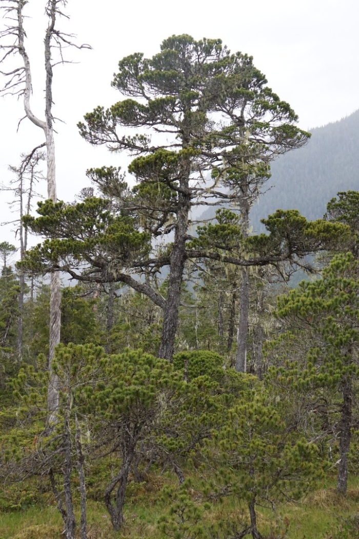 Pinus contorta subsp