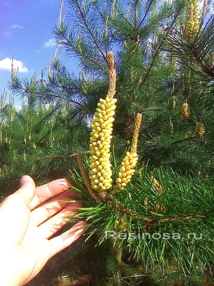 Сосна скрученная широколистная