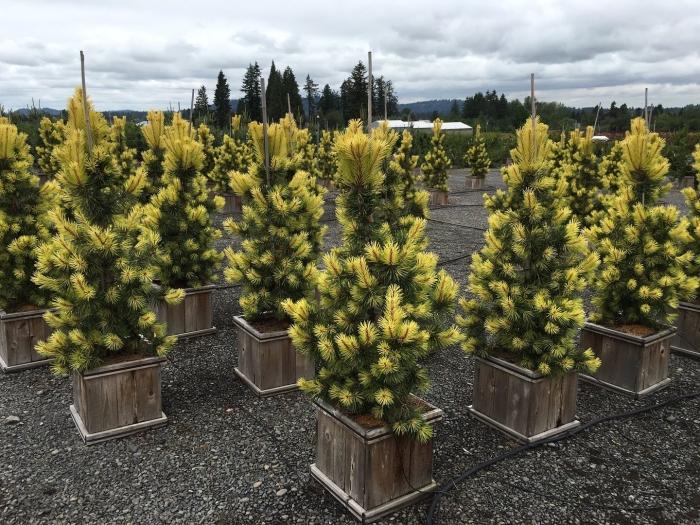 Pinus contorta taylors sunburst