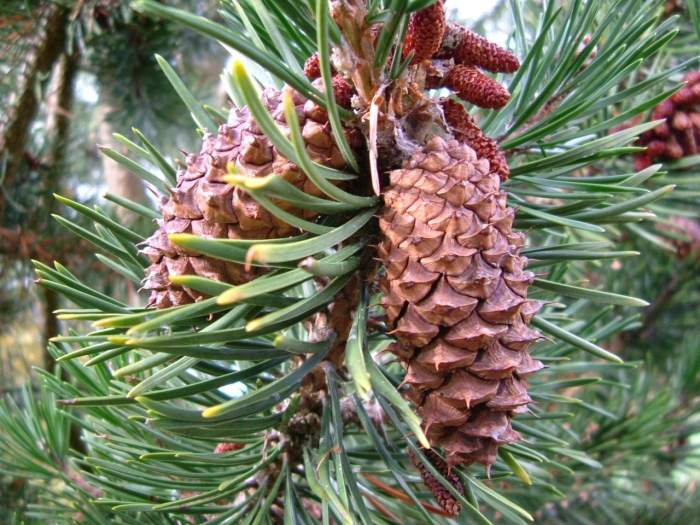 Pinus ponderosa