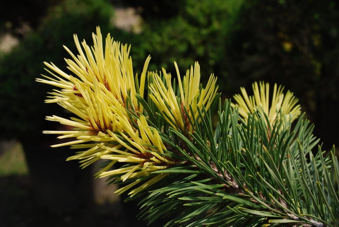 Pinus sylvestris aurea
