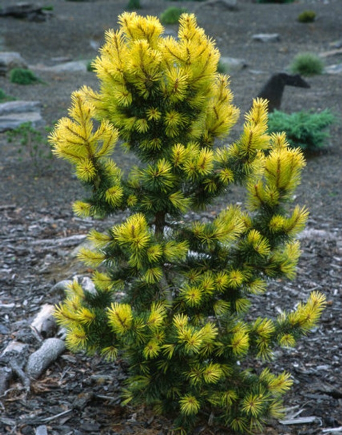 Pinus sylvestris meffengowd