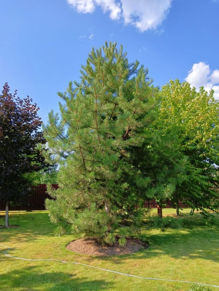 Сосна кедровая сибирская сибирский кедр