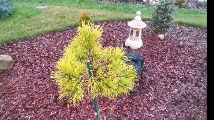 Сосна горная винтер голд