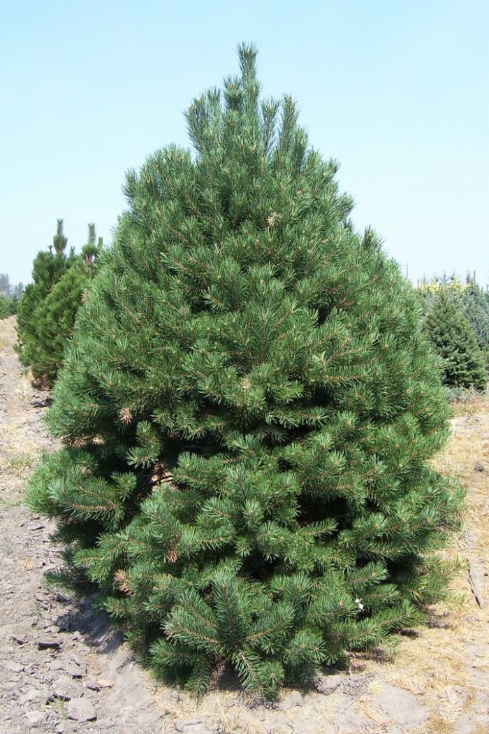 Сосна румелийская/македонская/балканская