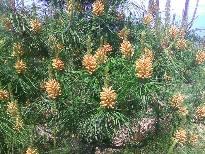 Pinus sylvestris st. george