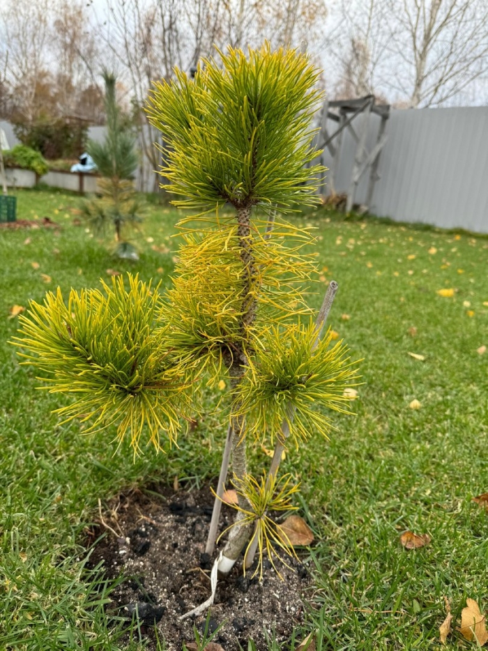 Сосна горная wintergold