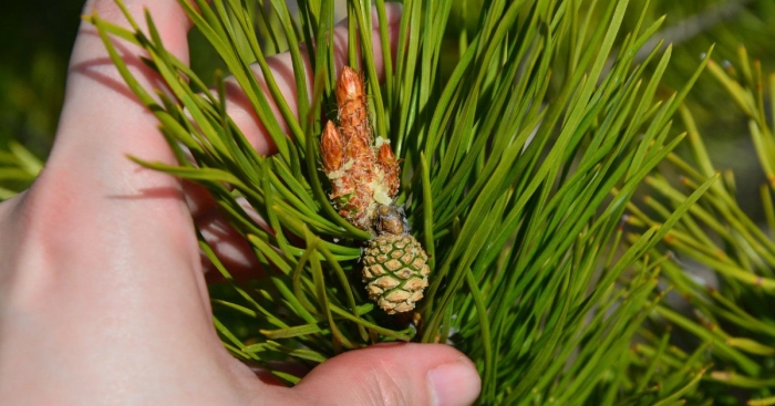 Шишка сосны ламберта