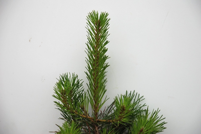 Сосна мугус саженец