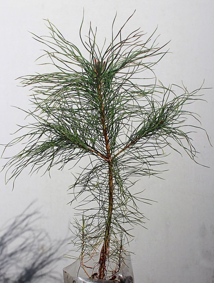 Сосна кедровая сибирская сибирский кедр сеянец