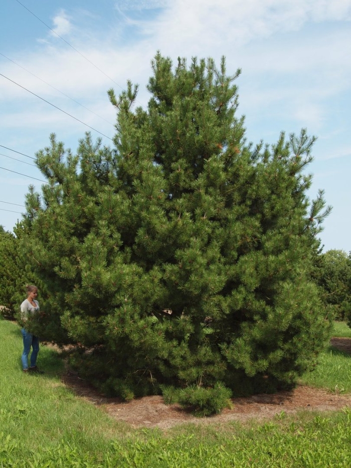 Пинус конторта