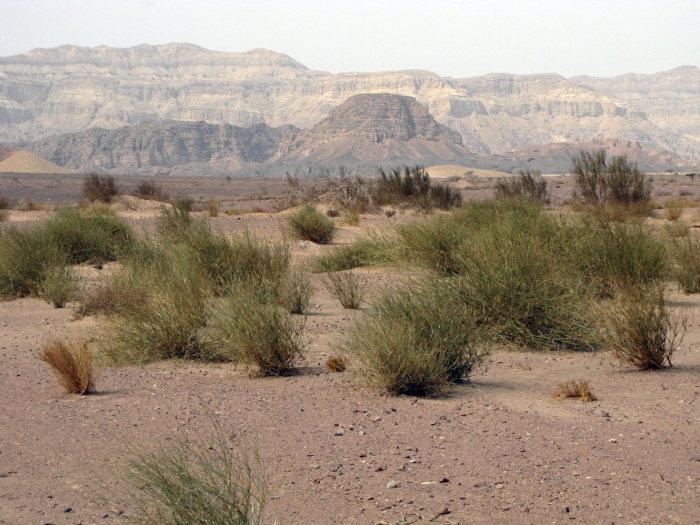 Пустынные растения