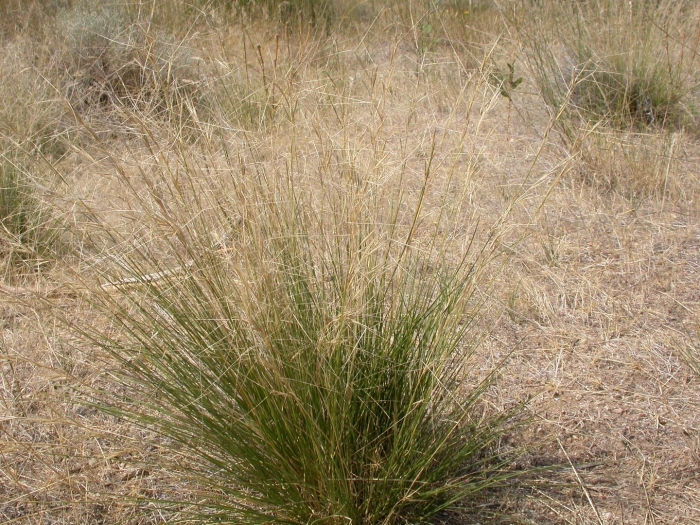Aristida purpurea var longiseta