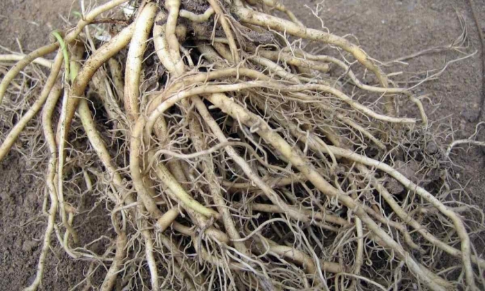 Корневище валерианы