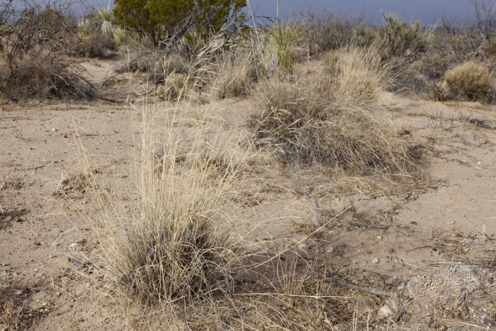 Злак аристида