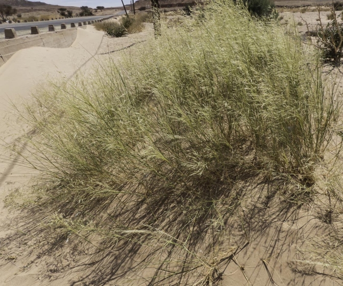 Пустыня растения джузгун