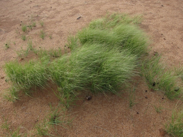 Ephedra californica
