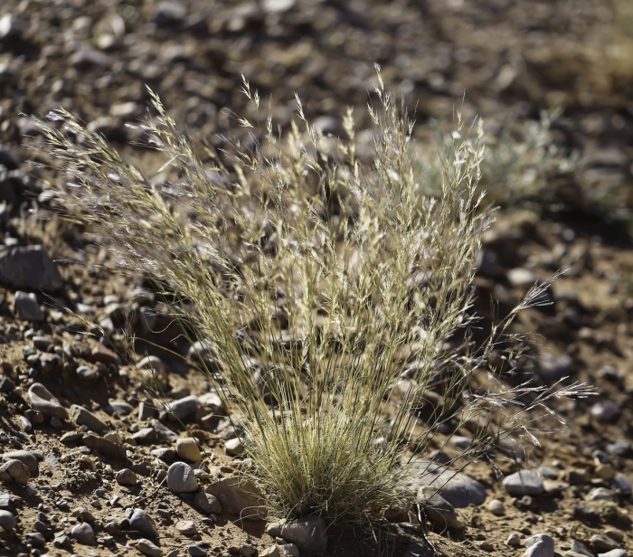 Stipagrostis pungens