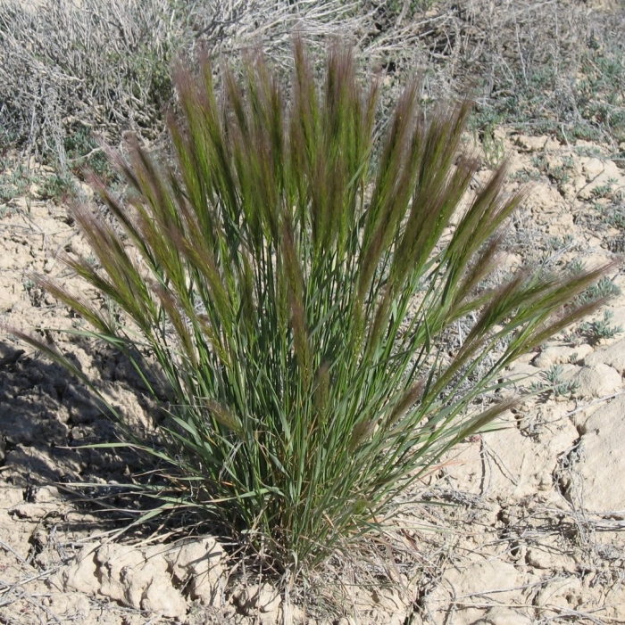 Pennisetum setaceum