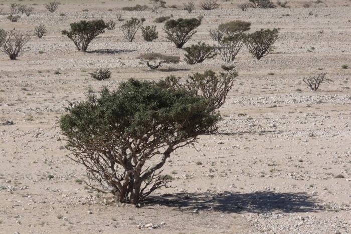 Джузгун растение пустыни