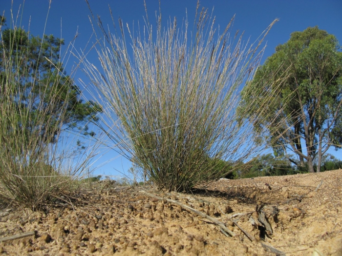 Спинифекс растение австралии