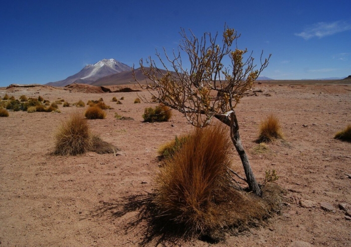 Селин растение пустыни