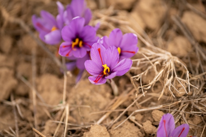 Saffron crocus