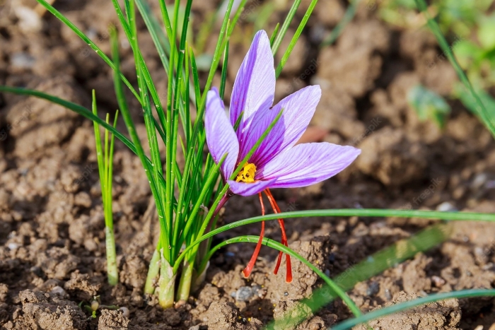 Crocus sativus rhzoma