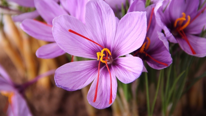 Crocus sativus