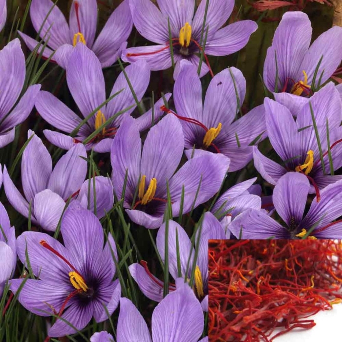 Крокус шафран посевной