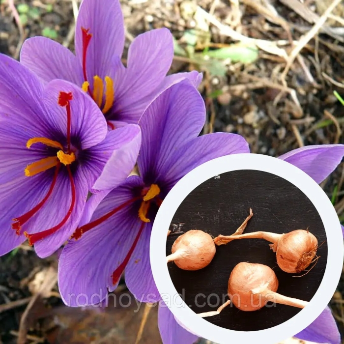 Крокус шафран посевной