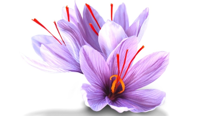 Крокус шафран цветок