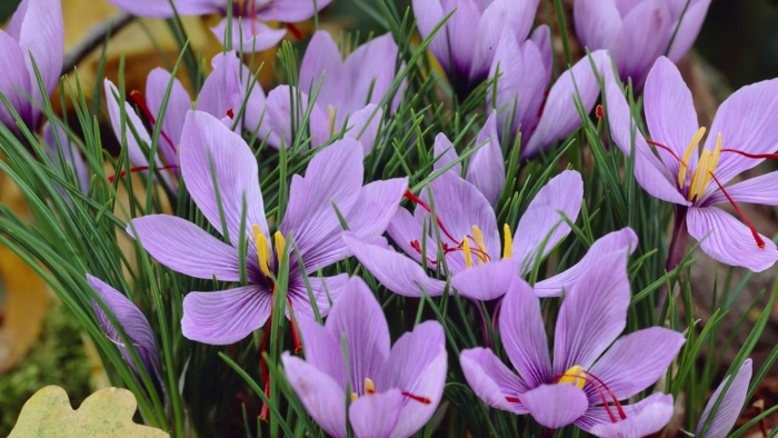 Шафран crocus sativus
