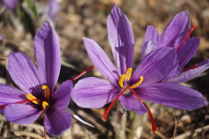 Шафран посевной (crocus sativus)