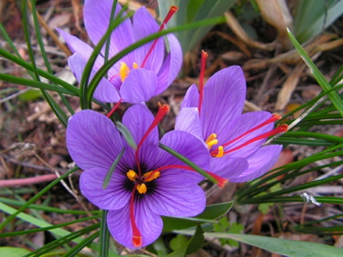 Saffron crocus