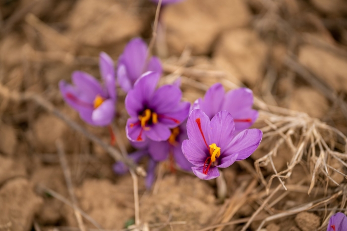 Crocus sativus