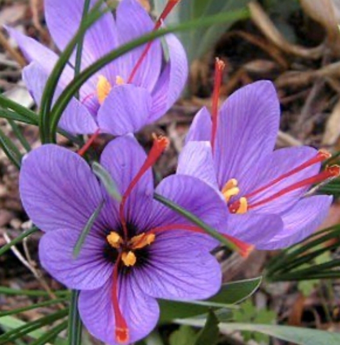 Crocus sativus