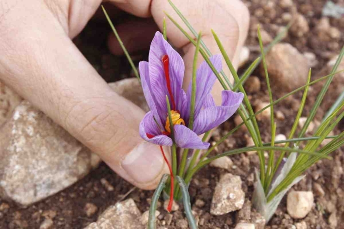 Крокус шафран луковицы