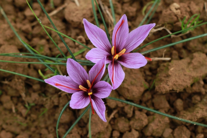 Crocus sativus