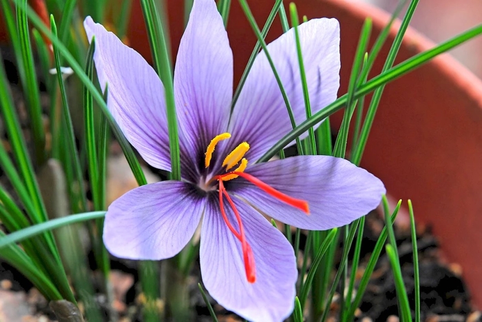 Крокус шафран посевной