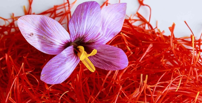 Шафран нити