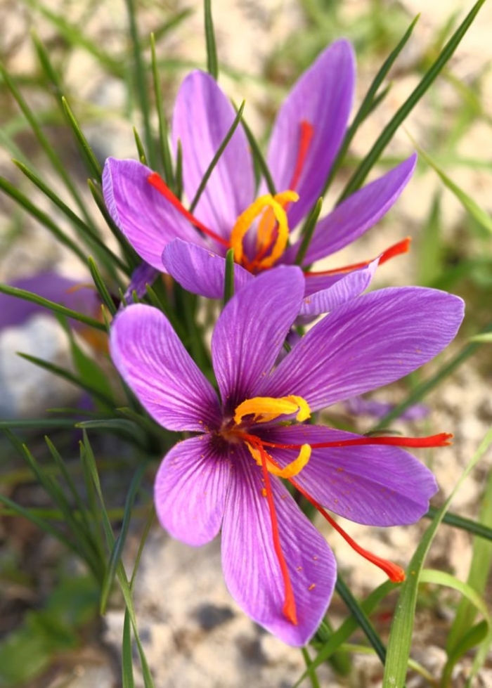 Saffron crocus