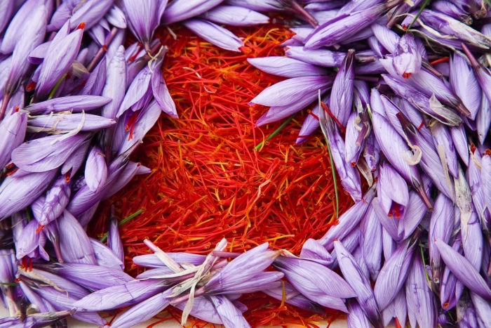 Шафран специя крокус