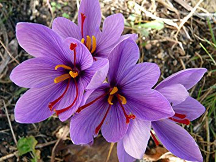 Crocus sativus