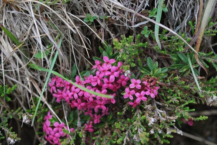 Daphne cneorum (волчник карликовый
