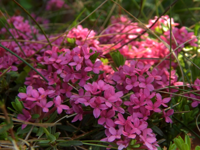 Daphne cneorum